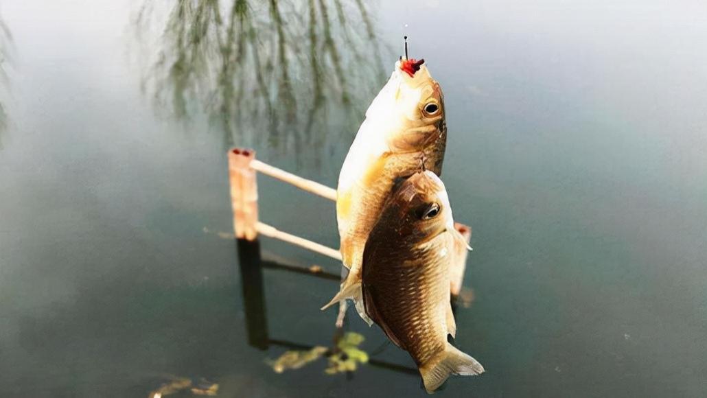 五花肉|冬钓鲫鱼3款常用饵料的制作及优缺点分析