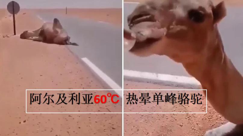 骆驼 地球“太热了”！阿尔及利亚60℃热晕骆驼，我国高温也来了