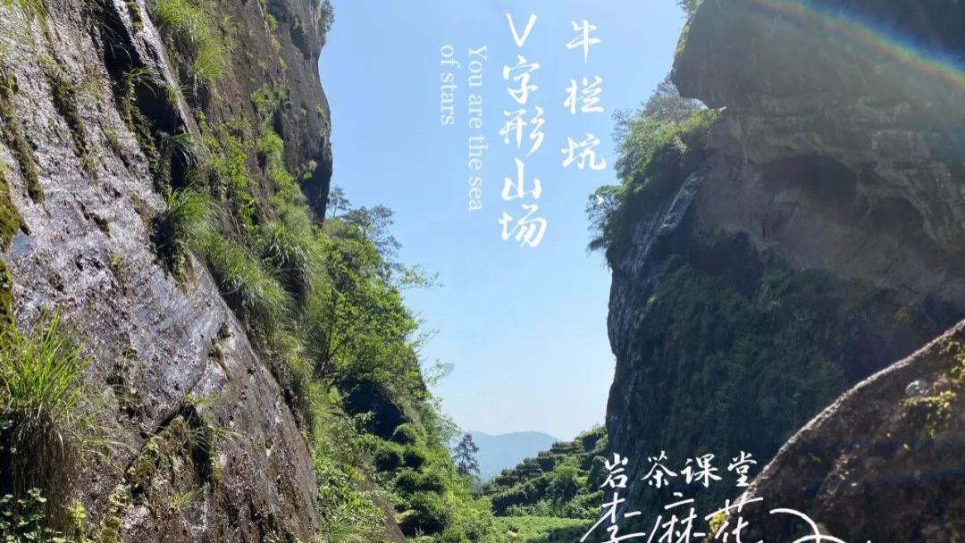 汤包|我喝岩茶从不喝别的，只认牛栏坑肉桂，这是我的口粮茶