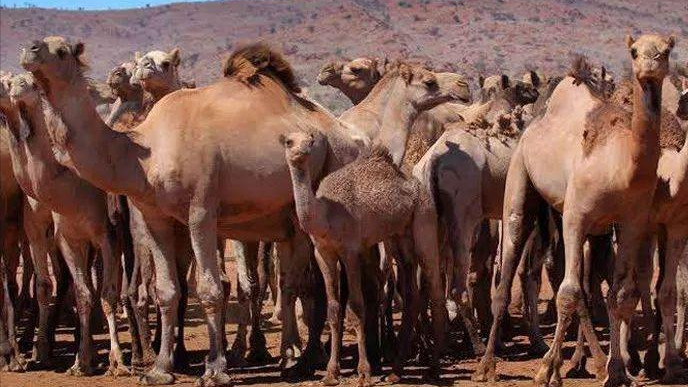 细胞 从来没有听说有猎食动物捕杀骆驼，是骆驼生长环境没捕食动物，还是其