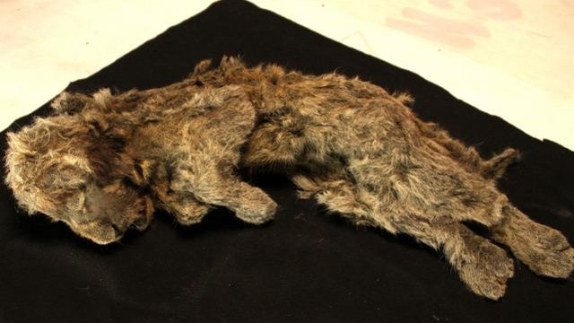 狮子 像昨天才死去！西伯利亚发现2.8万年前狮子幼崽，保存完整度惊人