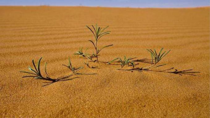 仙人掌 沙漠里的它能活200岁，长到15米，你认识吗？