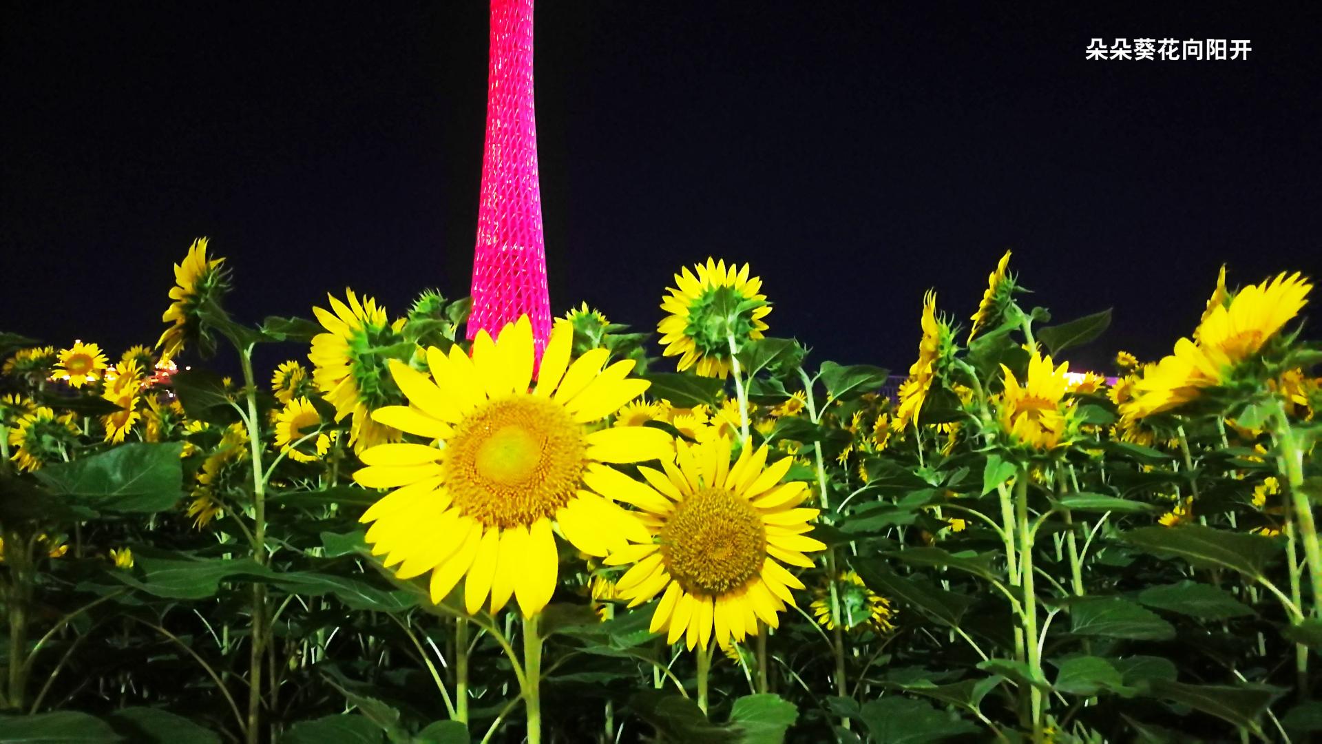 美不胜收：光影下的珠江两岸，美好的风景就在我们身边