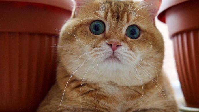 美容 猫咪过于肥胖会有哪些危害？如何帮助猫咪减肥？
