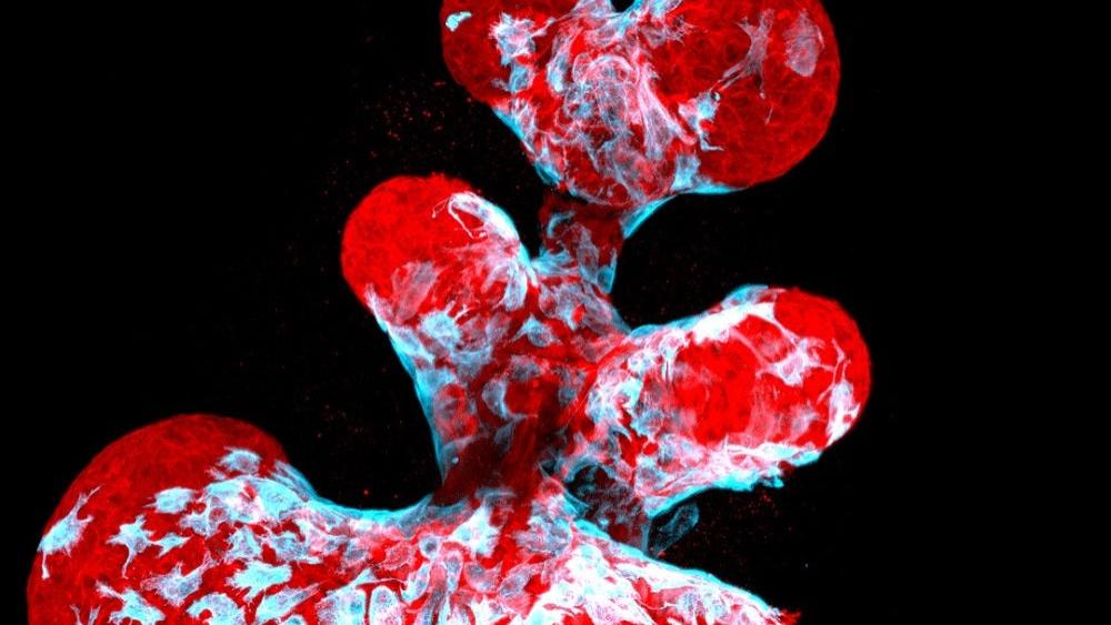 超级震撼的微观摄影作品——2021尼康小世界摄影作品