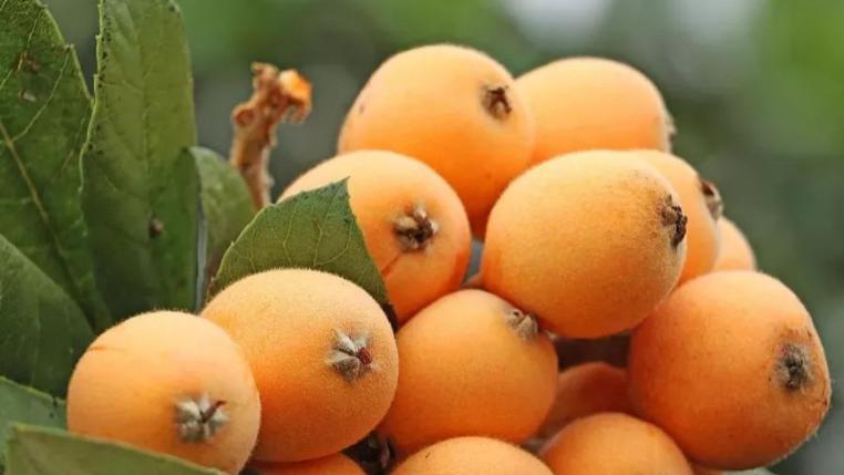 千金芳|最新公布的养肺食物，绿豆汤只能排第三，第一名你绝对猜不到