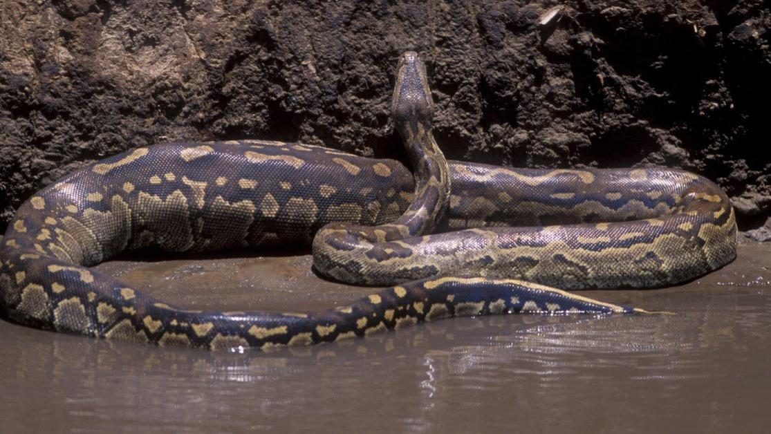 缅甸蟒 世界上最大的蛇