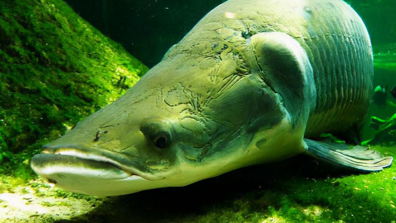 在亚马逊河中，这3种鱼厮杀了2亿年，三败俱伤没有赢家