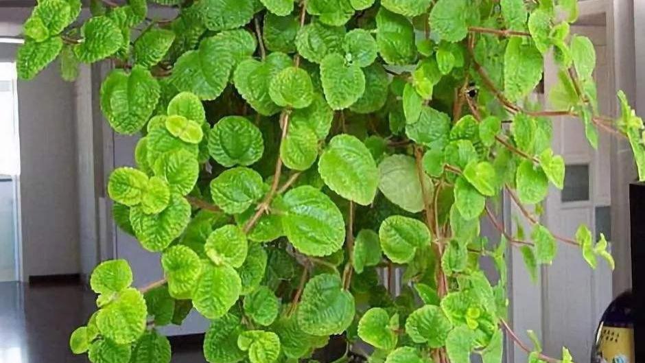 4种花，如同小型“空气净化器”，摆放上几盆室内洁净不少