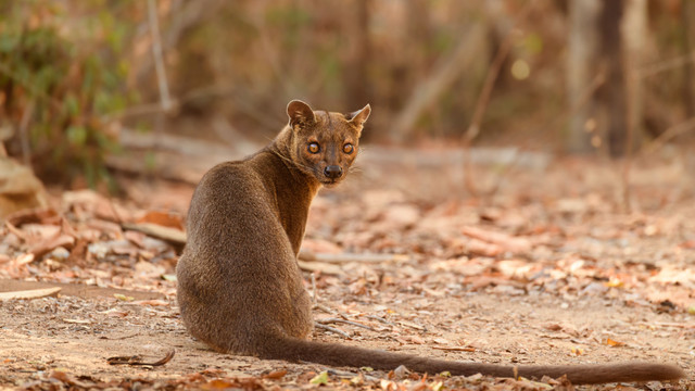 狐猴 马达加斯加的“杀戮王者”，专门捕食狐猴的马岛獴是什么来头？
