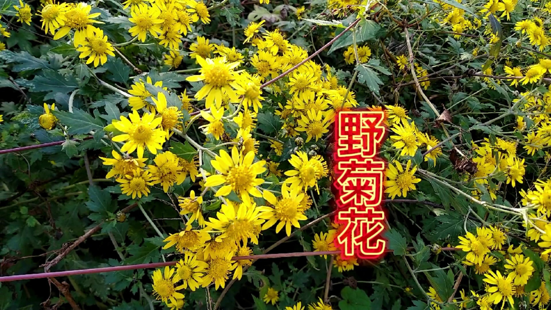 冬天绽放的野花不多，野菊花是其中常见的一种，认识的人并不多#花的世界很美 #冬天 #这样拍才够美