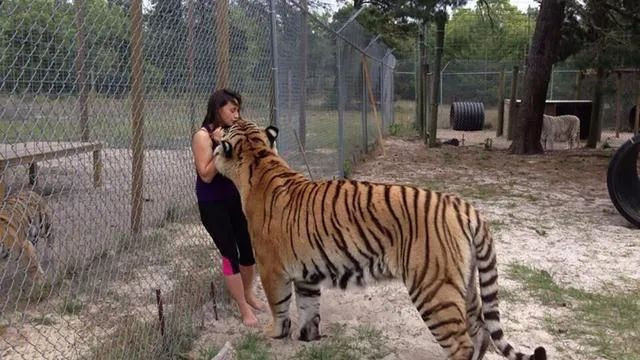 安徽一动物园老虎咬死饲养员，分析国内6起同类事件，发现这5条规律