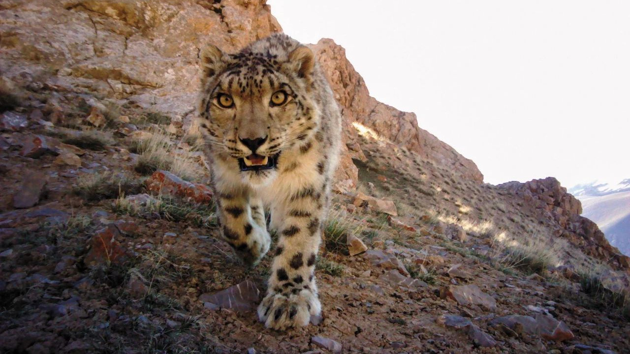 多起雪豹出没事件，雪豹变多了吗？难说，还有78%的栖息地未研究