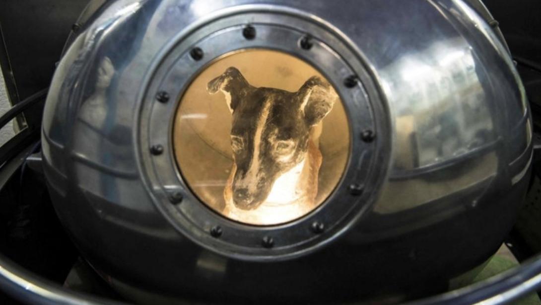 爱因斯坦 63年前，一条狗被人类送入太空，被称为英雄的它，“结局如何”？