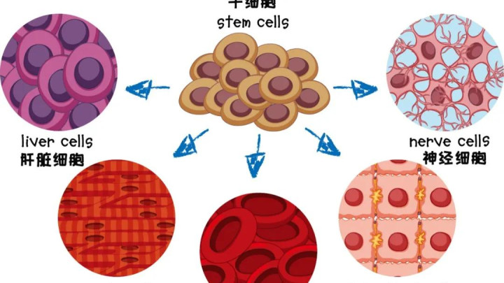 免疫细胞 中科西部干细胞研究院：干细胞与免疫细胞有啥不一样？