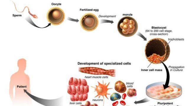 胚胎干细胞 胚胎干细胞应用的前景与困境