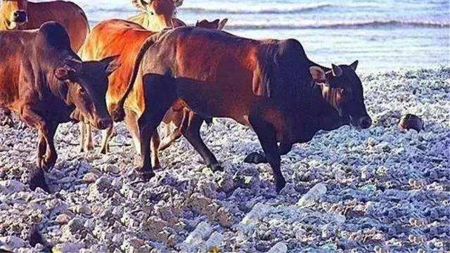 迷你科学星球 西沙东岛野牛群来历不明，专家从牛粪中找到答案