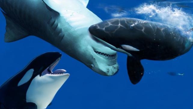 虎鲸 为什么大白鲨碰到虎鲸，只能乖乖被咬？撞翻窒息掏肝，一气呵成