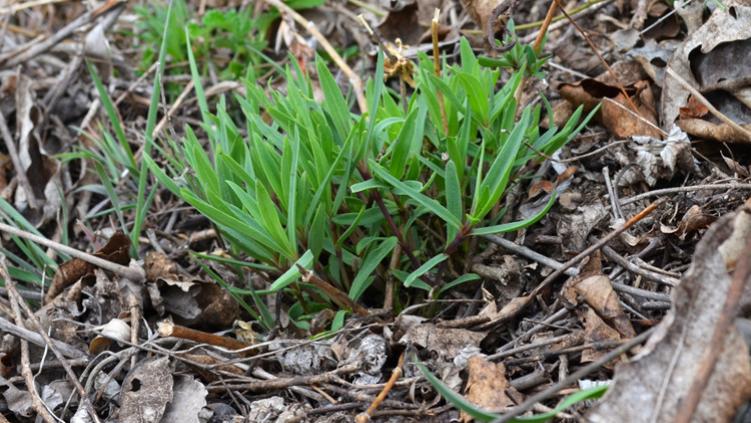 野菜|来自野菜地的高钙食物，剁馅包饺子是一绝，再遇见，请引起重视！