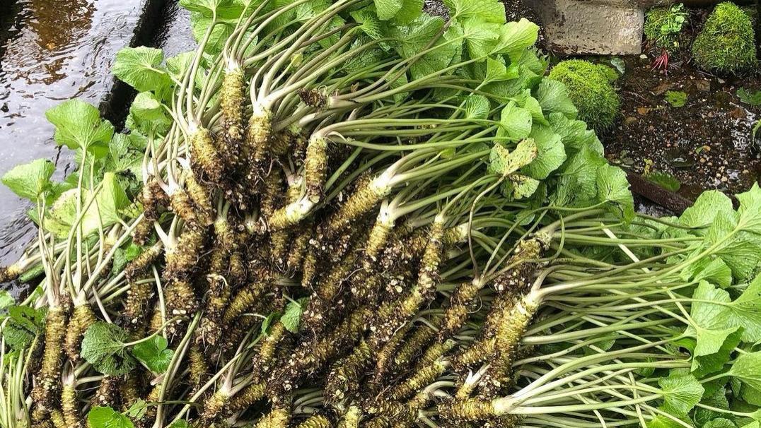 卤水|原来山葵，才是全世界“最贵”的农作物