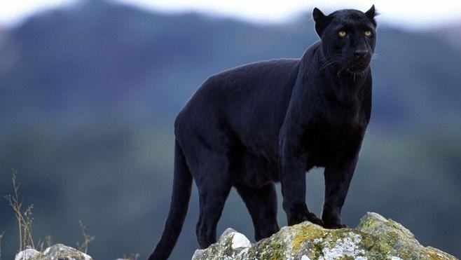 豹子 黑豹是如何“黑化”的？