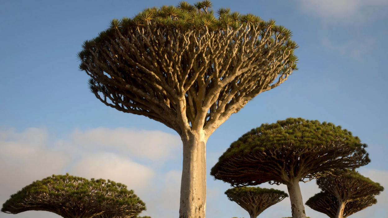 猴面包树 世上最奇特的9种树，前两种不像是地球上的物种，你认识几种？