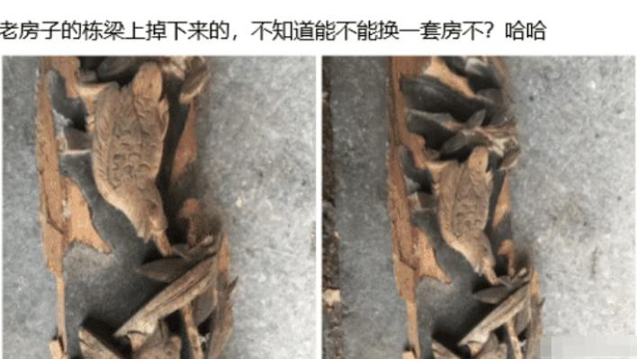 苏月瑾|“?老房子的栋梁上掉下来的，不知道能不能换一套房？”
