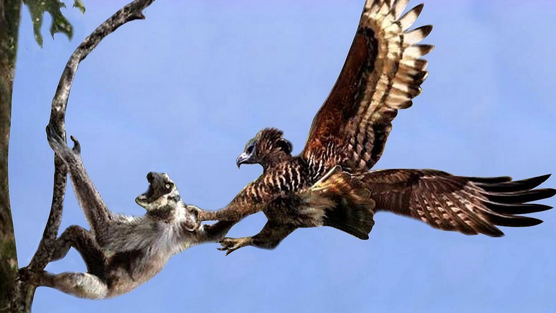 后代 美洲最大猛禽：被它盯上就等于死亡，除了人类它没有天敌！