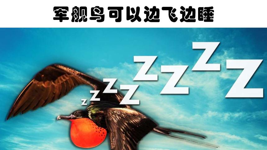海豚 动物是怎么睡觉的？7种动物非常奇怪的睡眠方式