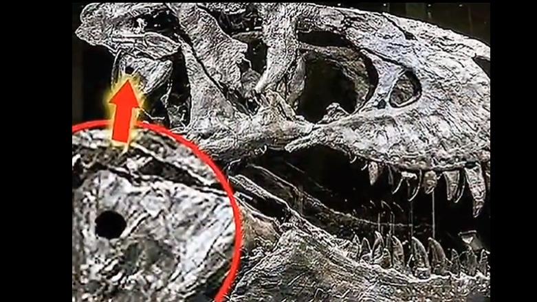 恐龙头骨化石发现“弹孔”？是谁在6500万年前，开的这一枪呢？