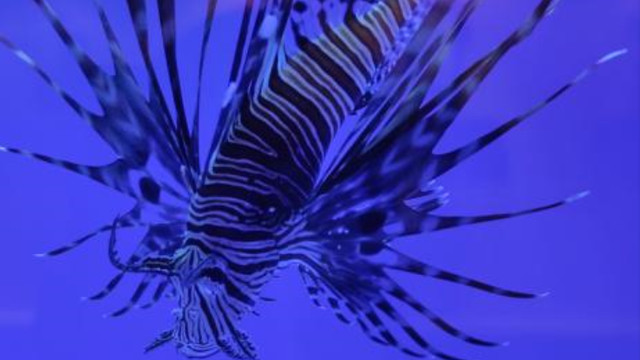 二姐情感客栈 上海海洋水族馆好玩不？挺好玩，也挺开眼