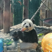 博哥侃普