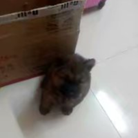 季呗香
