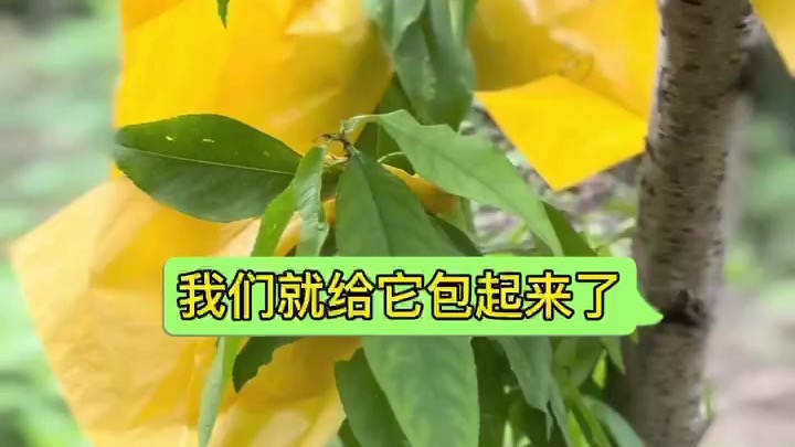 在上海有个院子，是种什么体验？