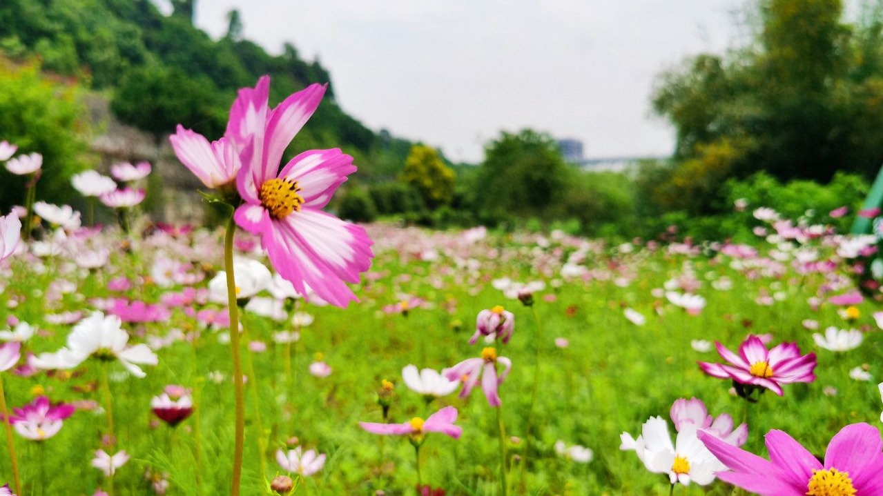 湿地公园|重庆巴滨路鲜花盛开，从茶花广场到湿地公园，干净整洁（攻略）