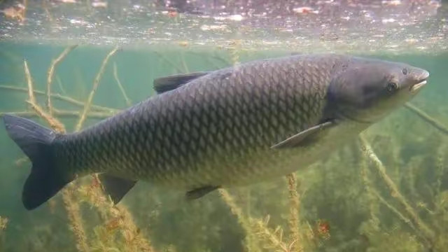 |我们究竟为何钓鱼？是为了超凡脱俗还是鱼获外表