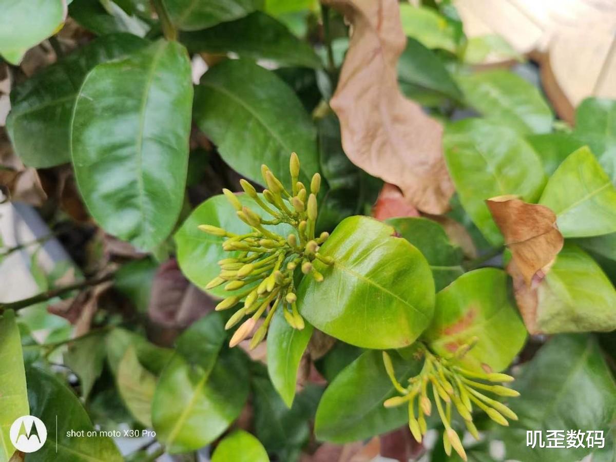 |moto X30 Pro体验:全球首发2亿像素超大底CMOS,手机影像新突破!