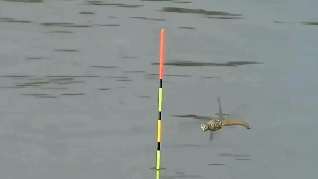 空军|钓鱼遇到以下几种怪事，这是有征兆的吗？