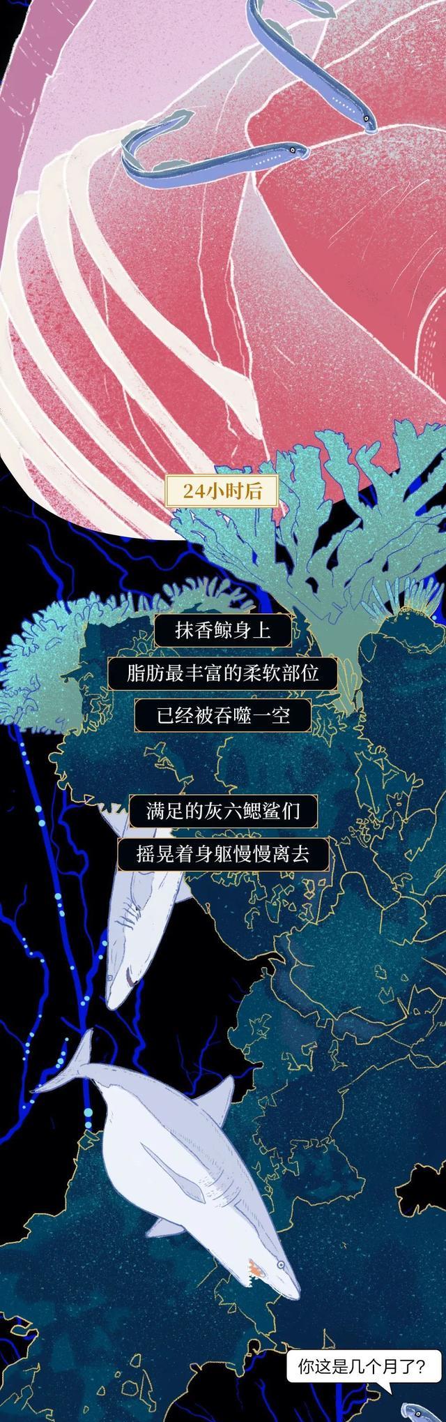 鲸鱼|“抹香鲸”死后,尸体会经历什么?漫画诠释:一鲸落,万物生!