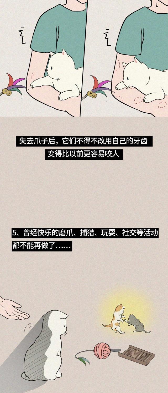 acgn漫评|“我逃过了虐猫者，却没逃过这场手术！”（漫画科普）看完好心疼