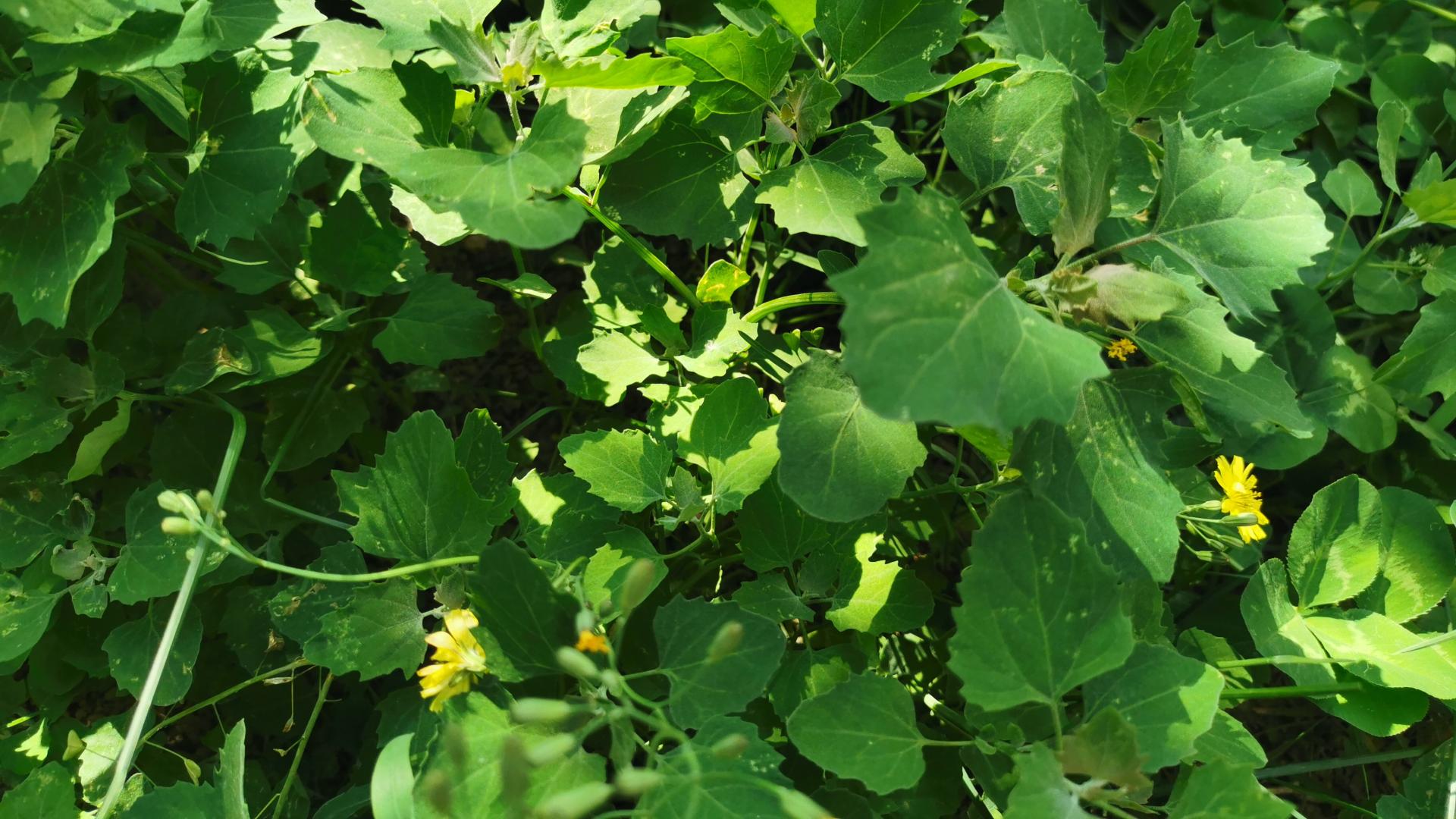 荠菜|这菜浑身是宝，却常被当杂草拔掉，比荠菜香，营养美味，别不懂吃
