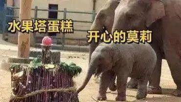 莫莉|大明星沦为阶下囚，刺痛半个中国：她的近照，我不敢看