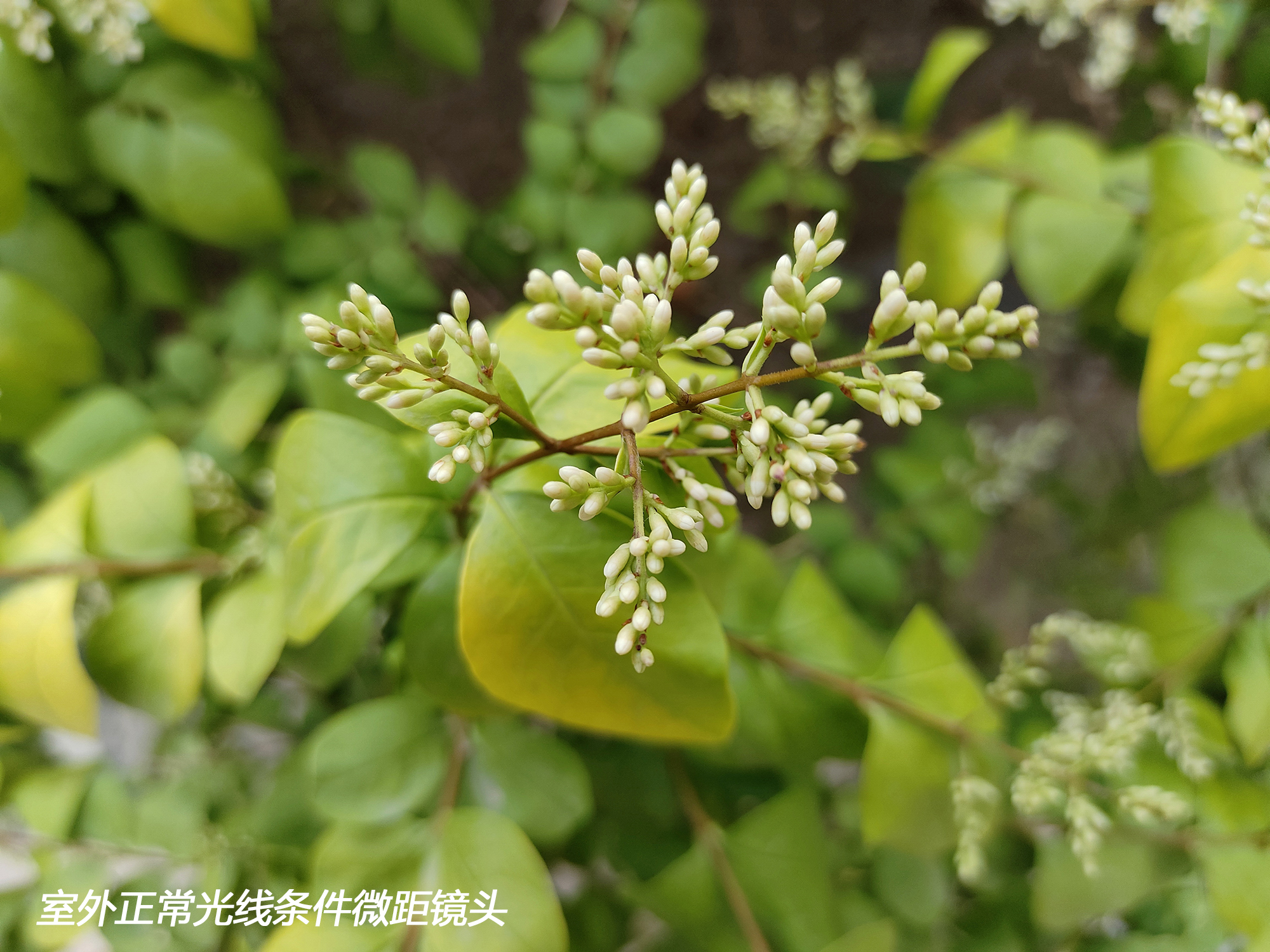 高通骁龙|一键出大片 帅爆朋友圈 评测靓仔又能打的vivo S15