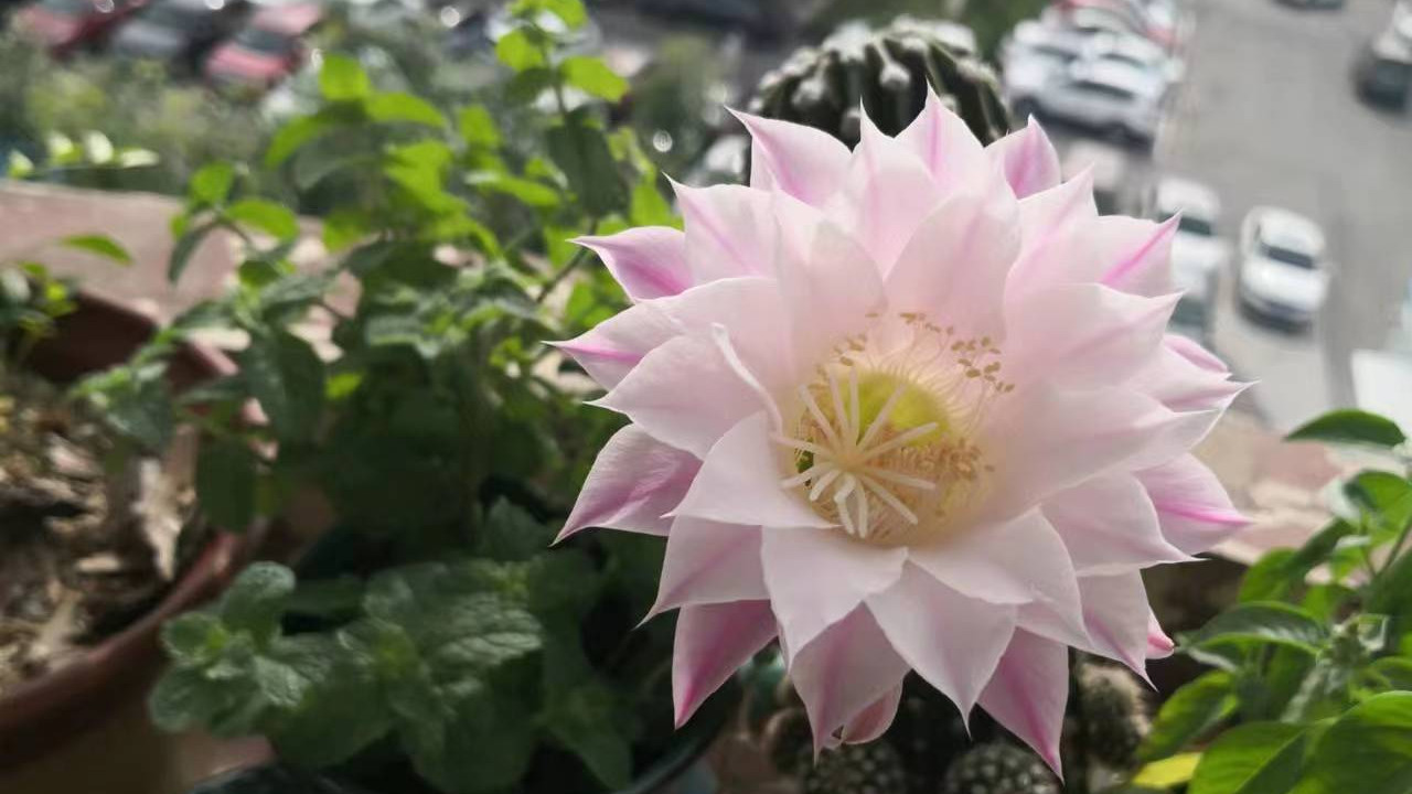 仙人柱又开花了