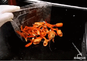 酷睿处理器|“工地捡到一个耳机,连喇叭都没有,为啥有人出价4位数收购?”