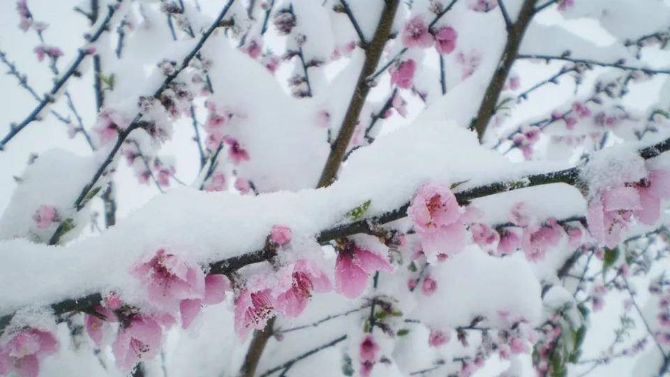 林萧写雪的5首诗，写尽冬天，轻盈柔美！
