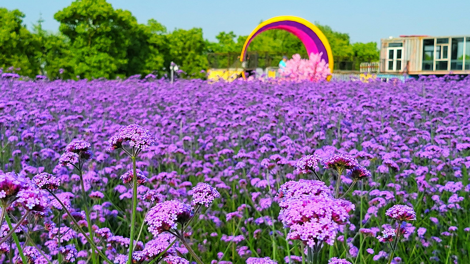 宁波|打卡陌上花渡 紫色浪漫花海