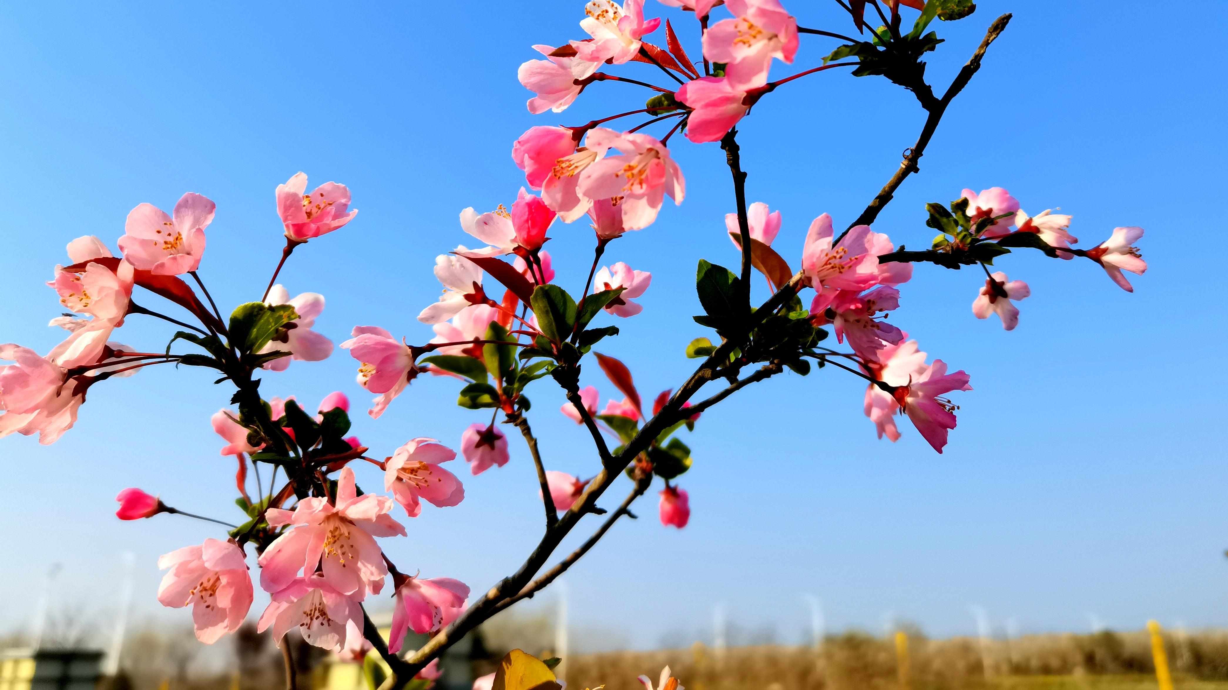 露营|单位小公园，却能吸引众多游览者接踵而至，只因有了这样的美景