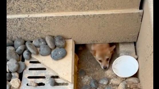 流浪狗在地洞里生下小狗，男子坚持喂养3个月，终于全救回家！