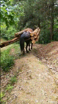 |“这是小蛇出了轨,还是青蛙劈了腿?”现实版的美杜莎女王吗?